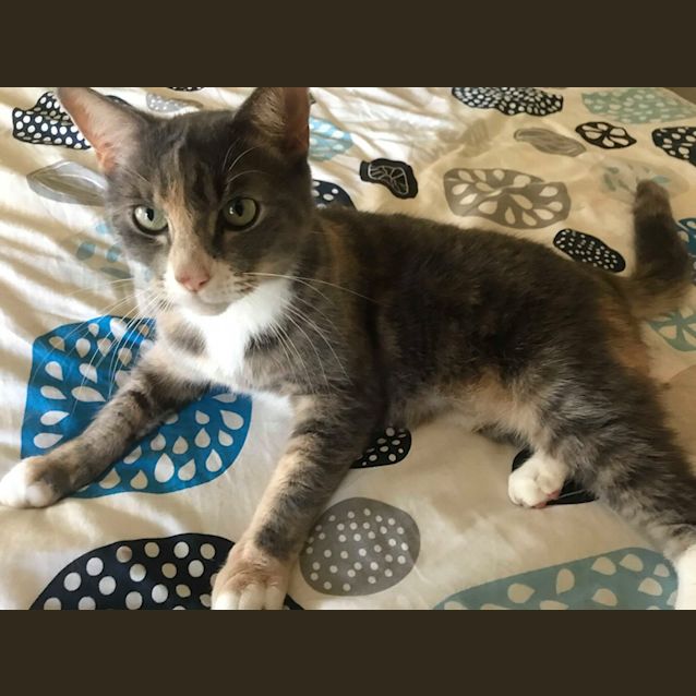 Photo of Mishka