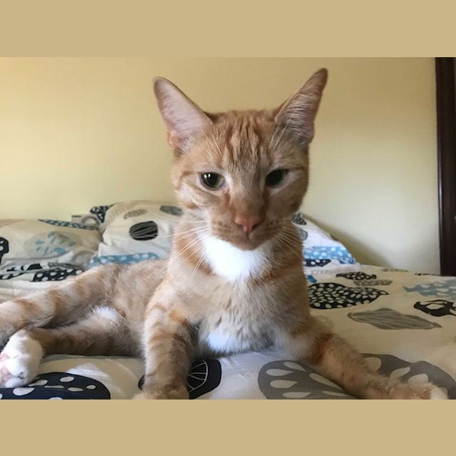 Photo of Ned