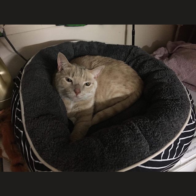Photo of Tut