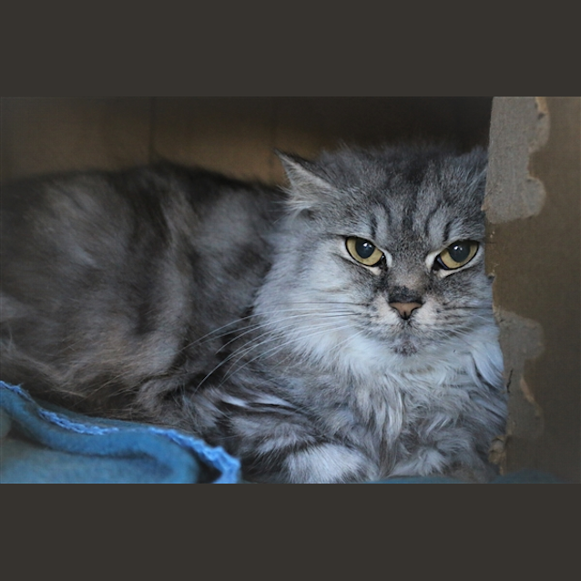 Photo of Pearl