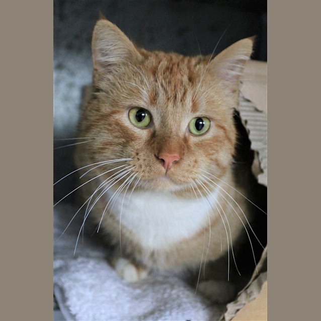 Photo of Aslan