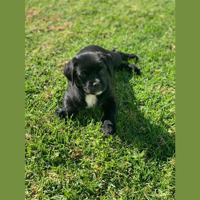 Photo of Matilda 🐶