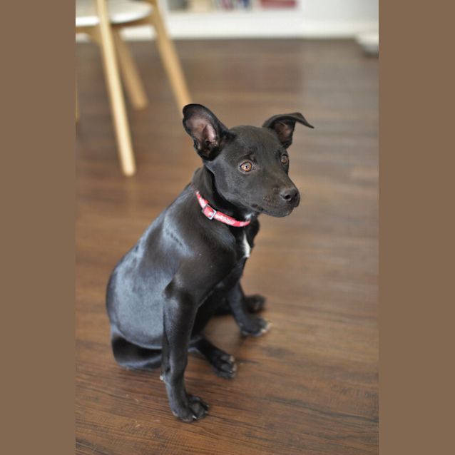 Photo of Gypsy