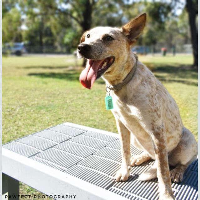 Photo of Lacey