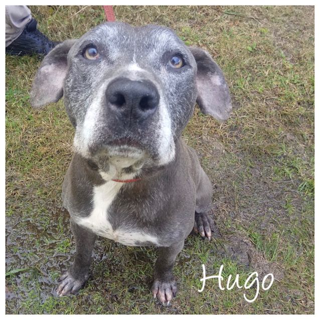 Photo of Hugo