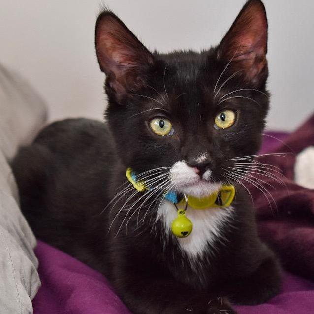 Photo of Oreo