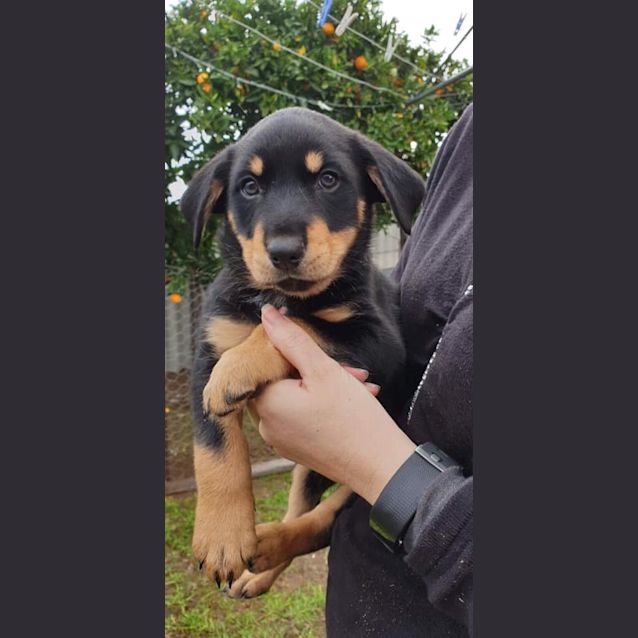 Photo of Bandit D0037