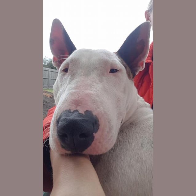 Photo of Effie   Foster Carer Needed