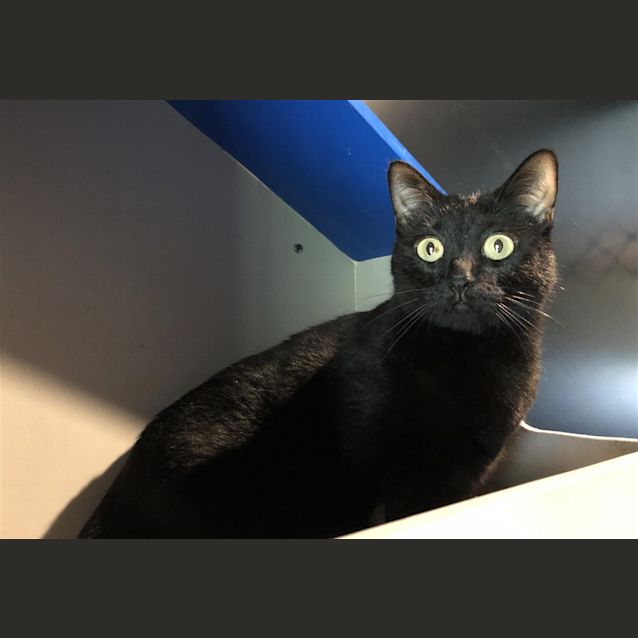 Photo of Bella