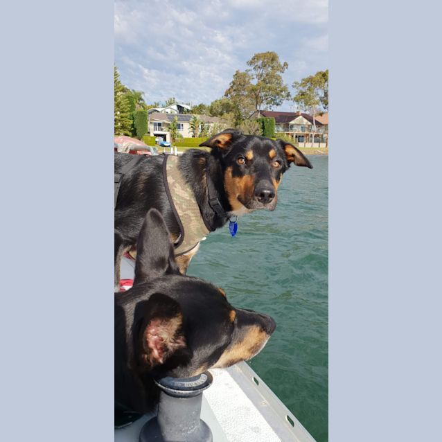 Photo of Yoshi ~ Kelpie X (On Trial 1/2/20)