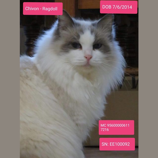 Photo of Chivon
