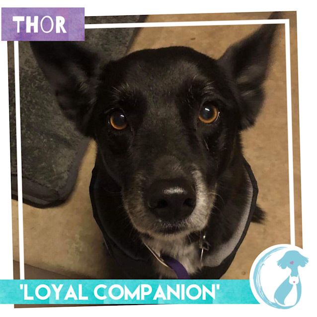 Photo of Thor