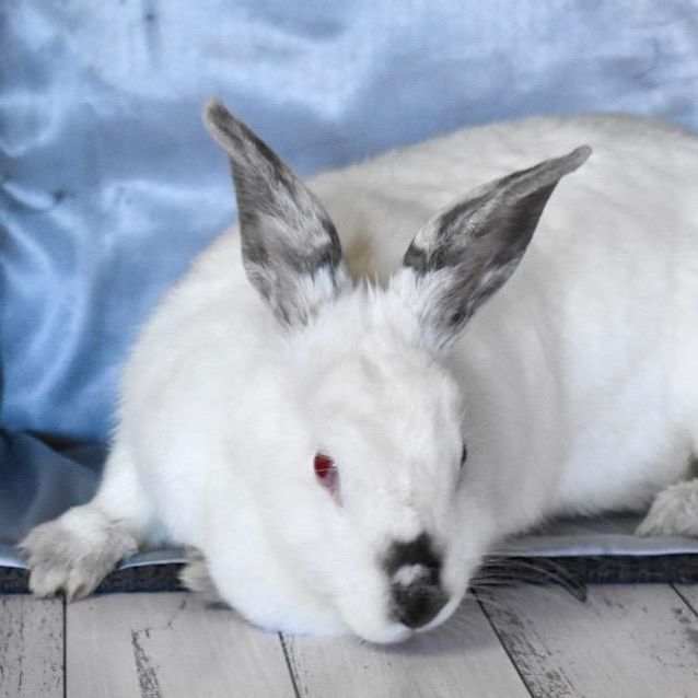Photo of Huni