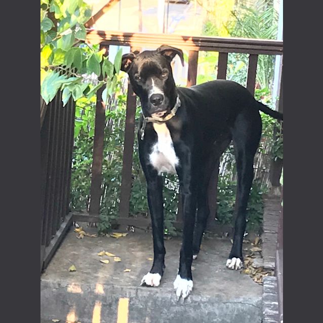 Photo of Baxter