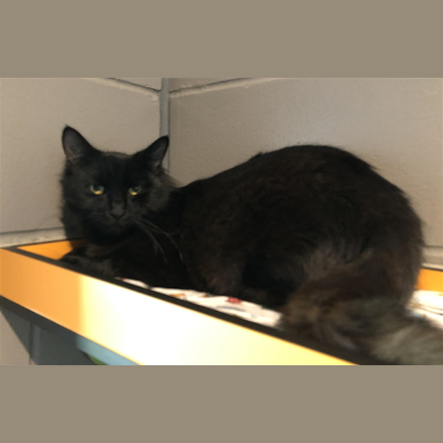 Photo of Pepper