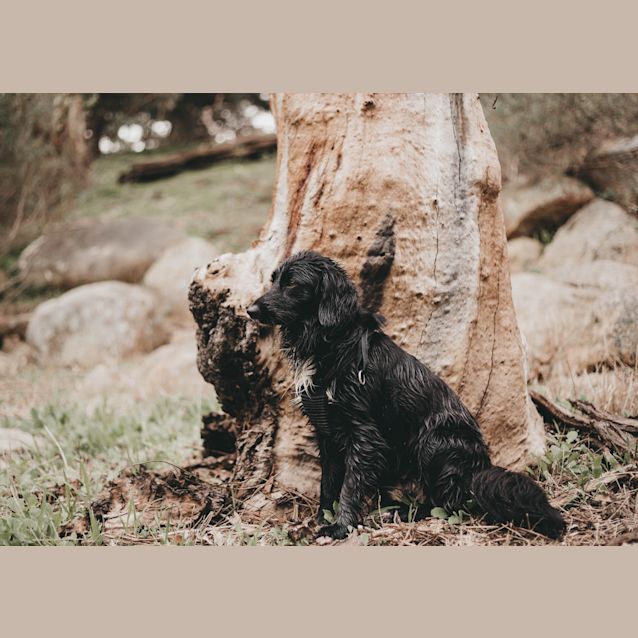 Photo of Remi