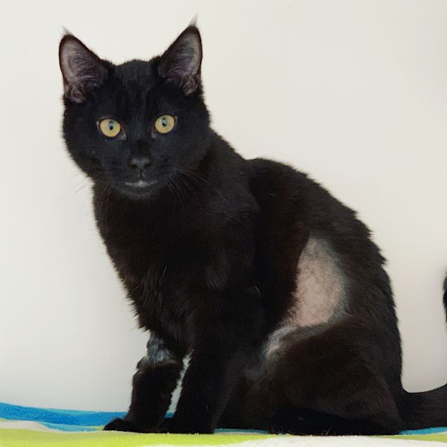 Photo of Merlin