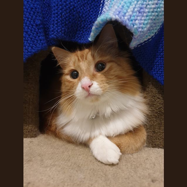 Photo of Simba (Bonded With Belle)