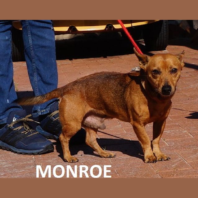 Photo of Monroe