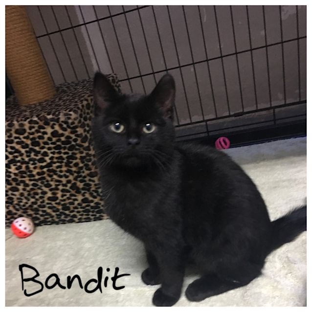 Photo of Bandit