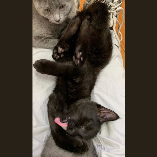 Photo of Persian