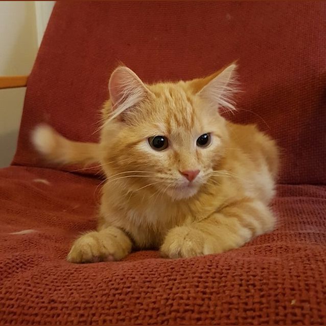 Photo of Sam ** 2nd Chance Cat Rescue**