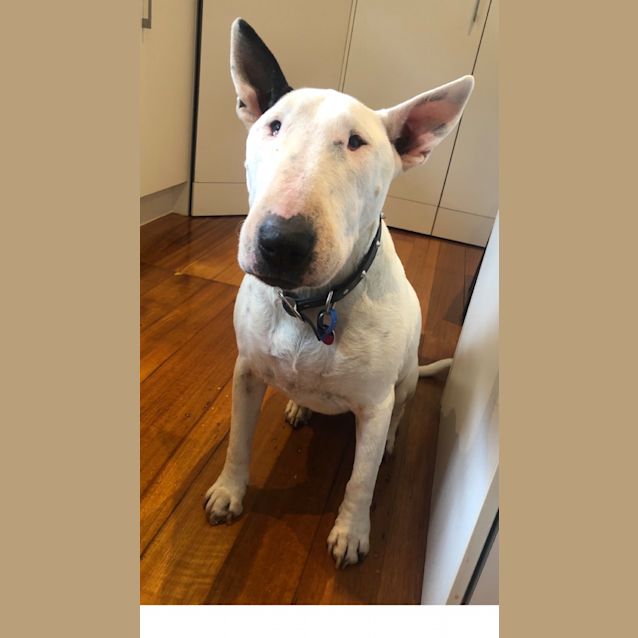 Photo of Molly   Foster Carer Needed