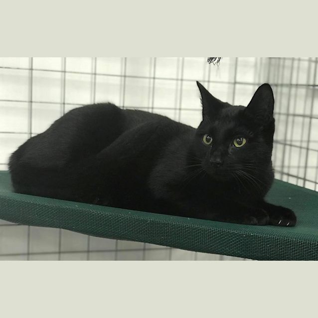 Photo of Indigo Blue