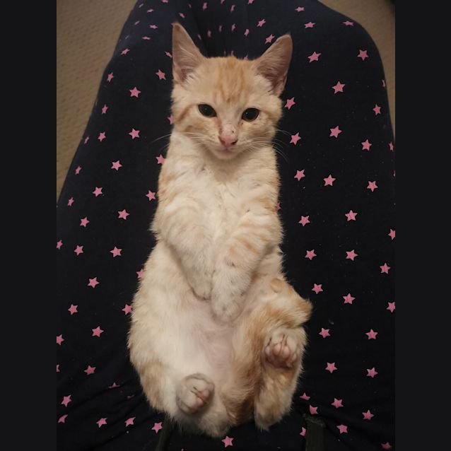 Photo of Cheddar