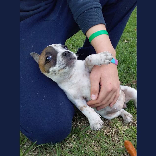 Photo of Dot 