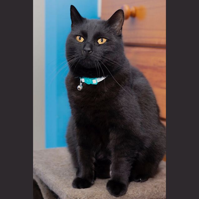 Photo of Ricotta ** 2nd Chance Cat Rescue**