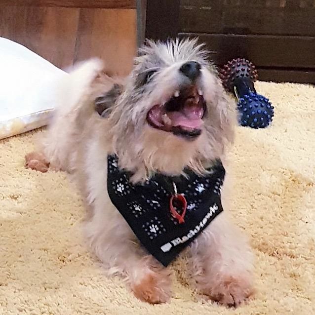 Photo of Banjo