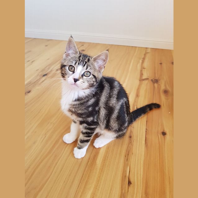 Photo of Jingles