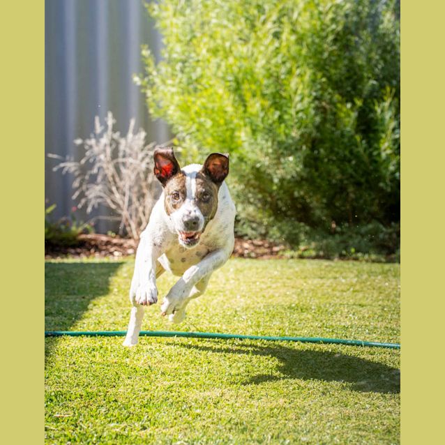 Photo of Panda Db291