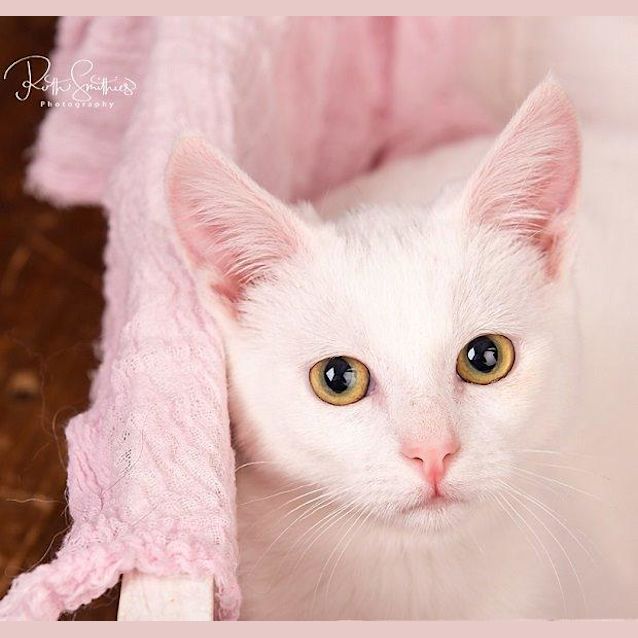Photo of Tinkerbelle