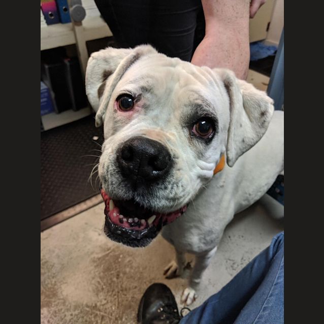Photo of Dot