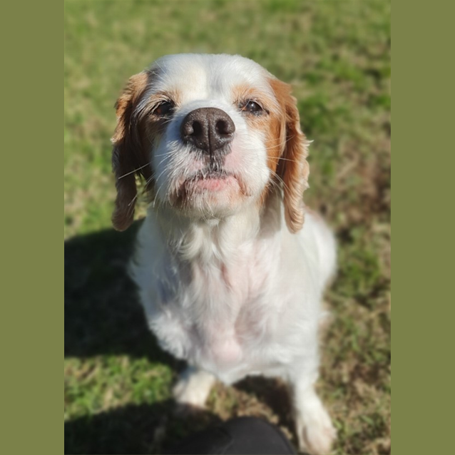 Photo of Scooby