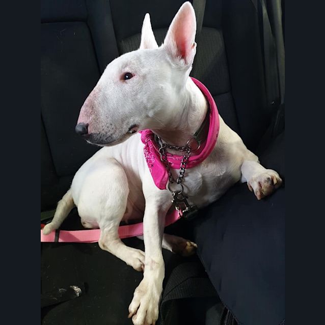 Photo of Lotti   Foster Carer Needed