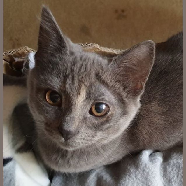 Photo of Jojo And Leela