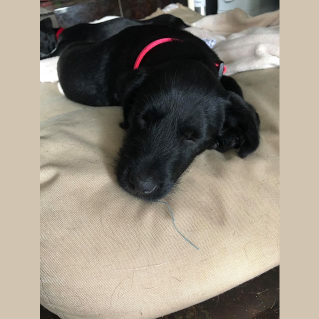 Photo of Willow 