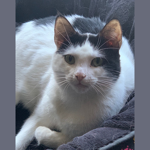 Photo of Gracie