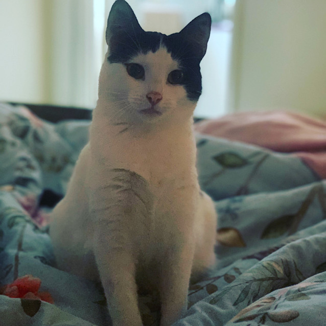 Photo of Gracie