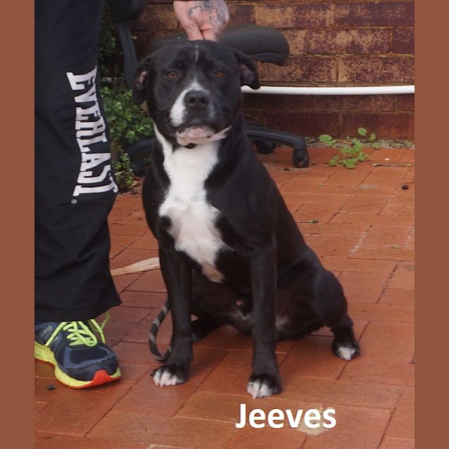 Photo of Jeeves