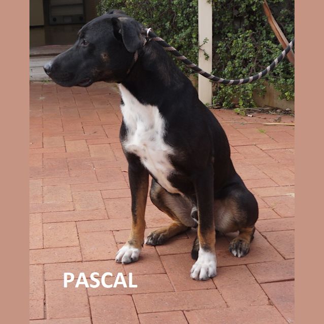 Photo of Pascall