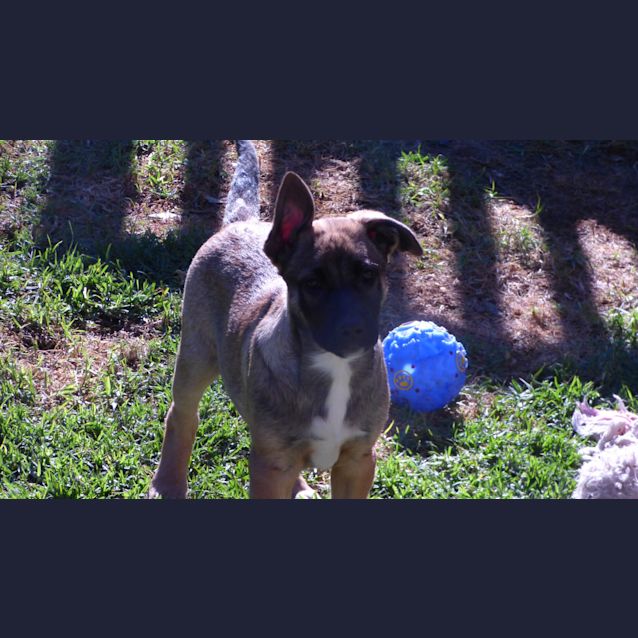 Photo of Wilbur, Marshal & Jordon