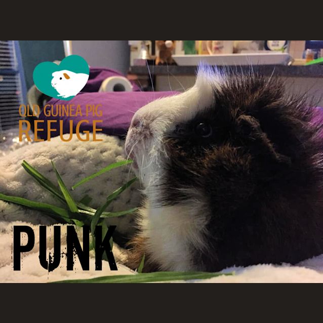 Photo of Punk (Desexed Male)