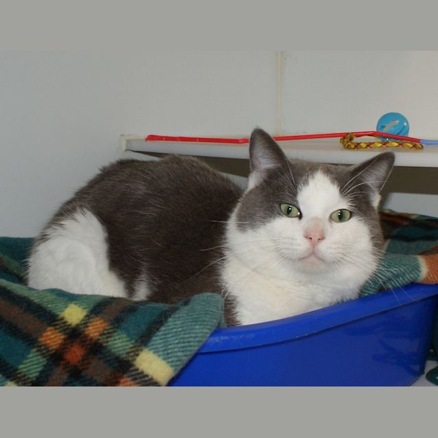 Photo of Chubs Sta004090