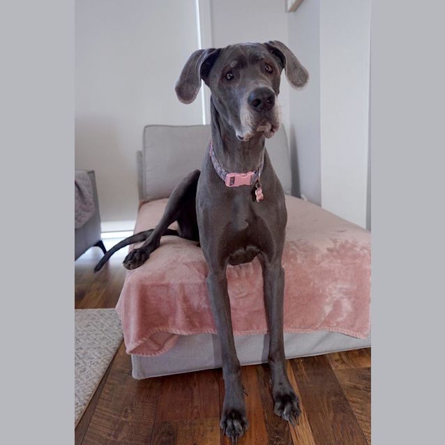 Photo of Penny ~ Great Dane (On Trial 31/7/19)