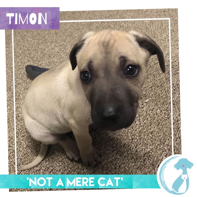 Photo of Timon