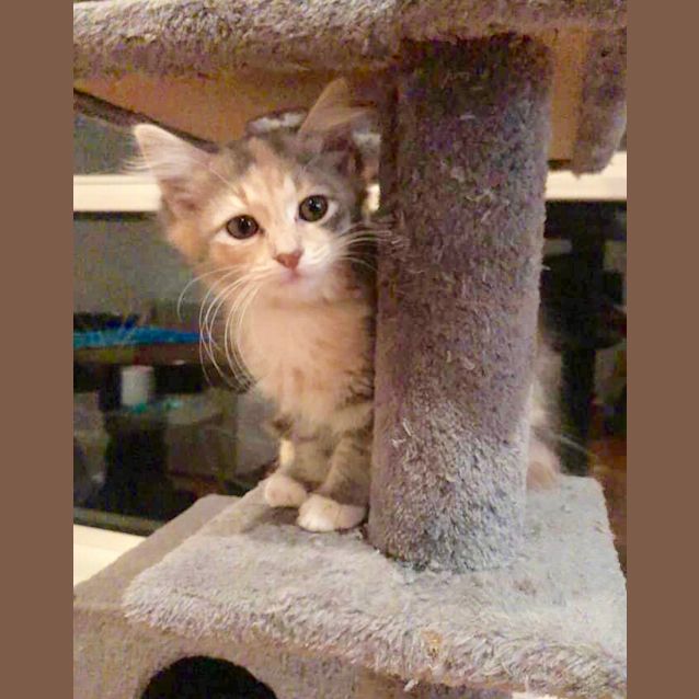 Photo of Princess Indie 🐱